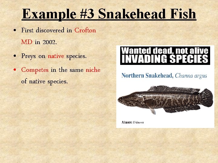 Example #3 Snakehead Fish • First discovered in Crofton MD in 2002. • Preys