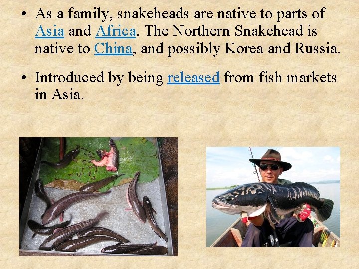  • As a family, snakeheads are native to parts of Asia and Africa.
