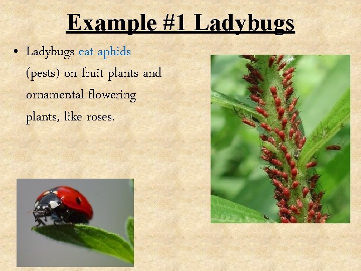 Example #1 Ladybugs • Ladybugs eat aphids (pests) on fruit plants and ornamental flowering
