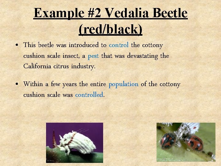 Example #2 Vedalia Beetle (red/black) • This beetle was introduced to control the cottony