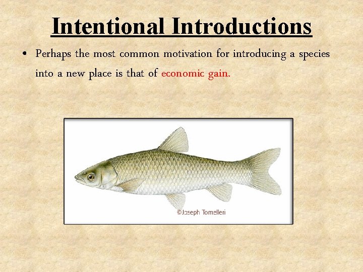 Intentional Introductions • Perhaps the most common motivation for introducing a species into a