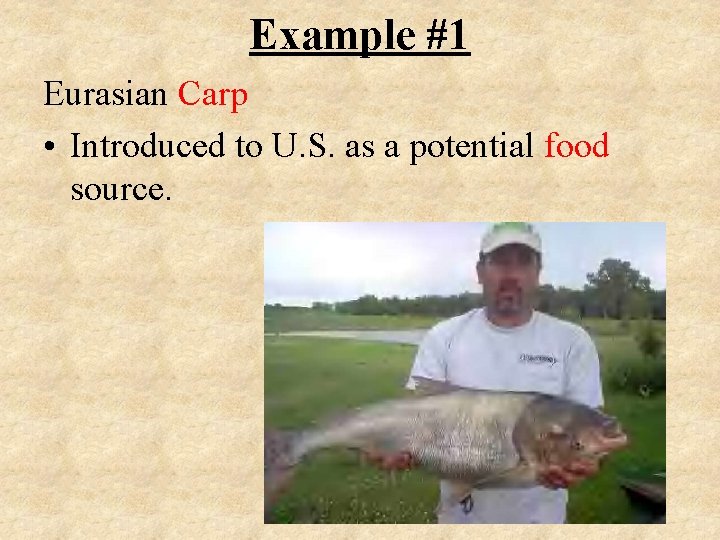 Example #1 Eurasian Carp • Introduced to U. S. as a potential food source.