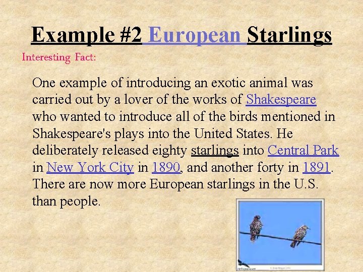 Example #2 European Starlings Interesting Fact: One example of introducing an exotic animal was