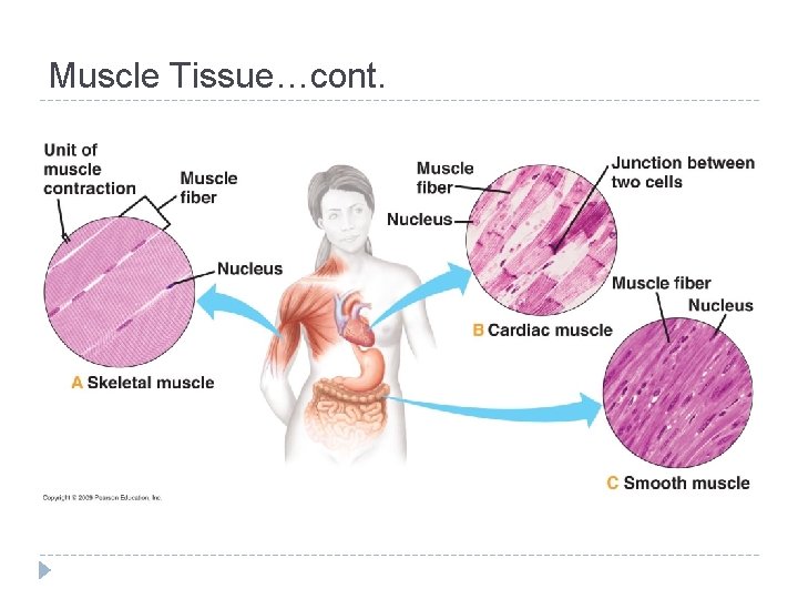 Muscle Tissue…cont. 