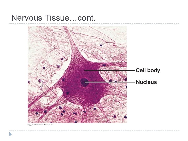 Nervous Tissue…cont. 