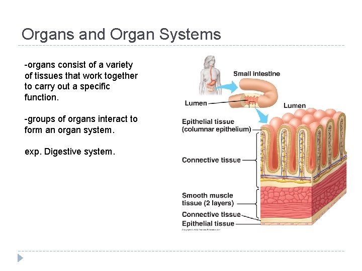 Organs and Organ Systems -organs consist of a variety of tissues that work together