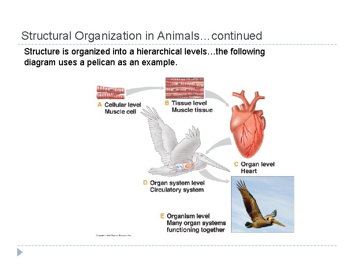 Structural Organization in Animals…continued Structure is organized into a hierarchical levels…the following diagram uses