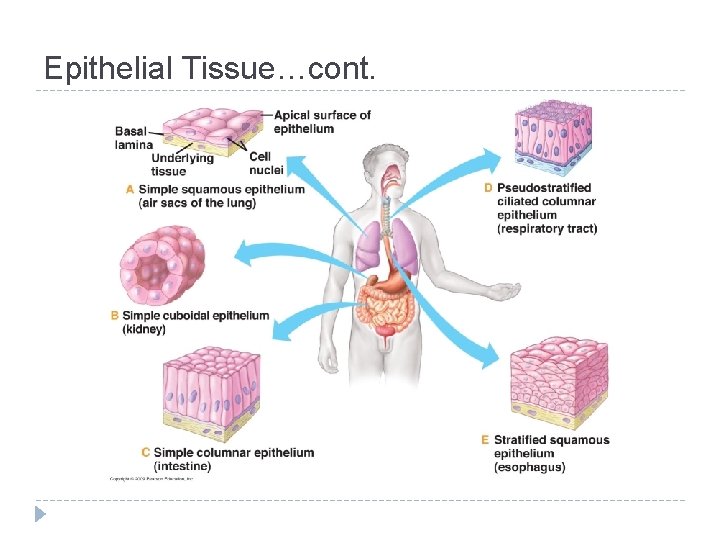 Epithelial Tissue…cont. 