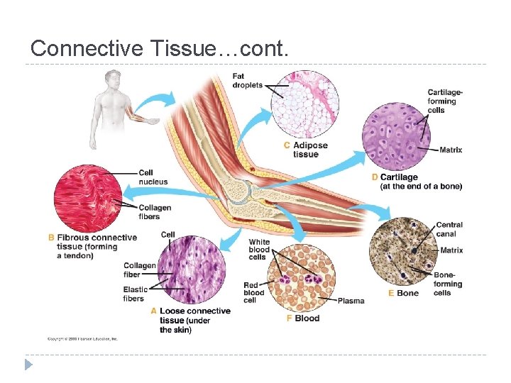 Connective Tissue…cont. 