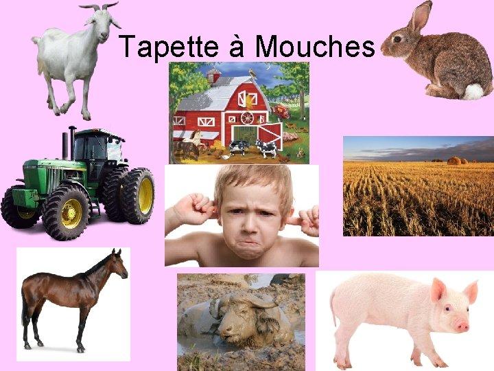 Tapette à Mouches 