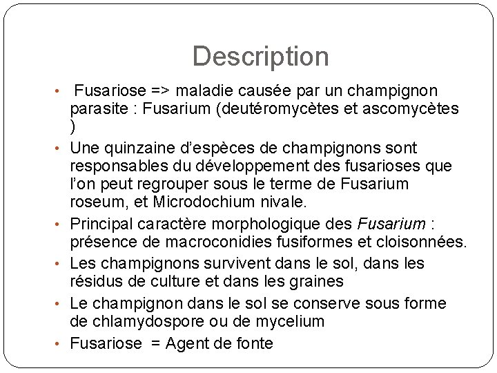 Description • • • Fusariose => maladie causée par un champignon parasite : Fusarium