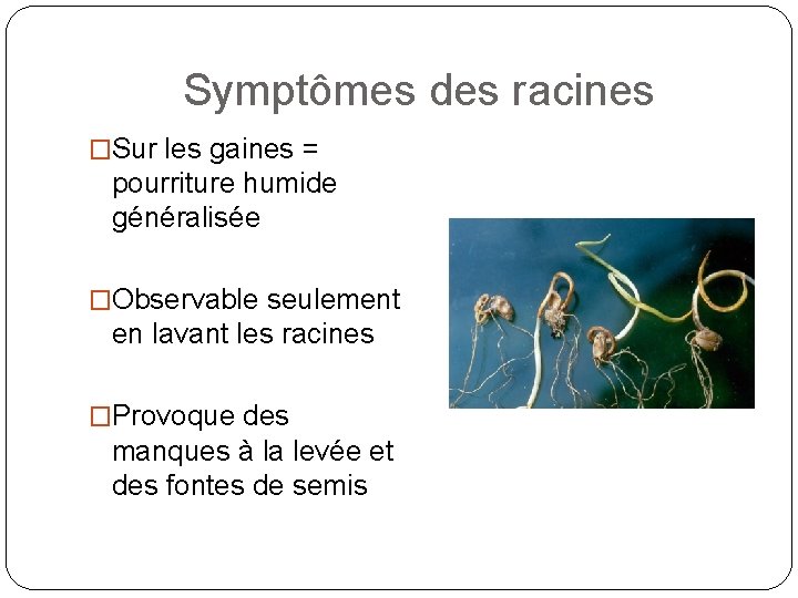 Symptômes des racines �Sur les gaines = pourriture humide généralisée �Observable seulement en lavant