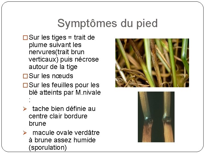 Symptômes du pied � Sur les tiges = trait de plume suivant les nervures(trait