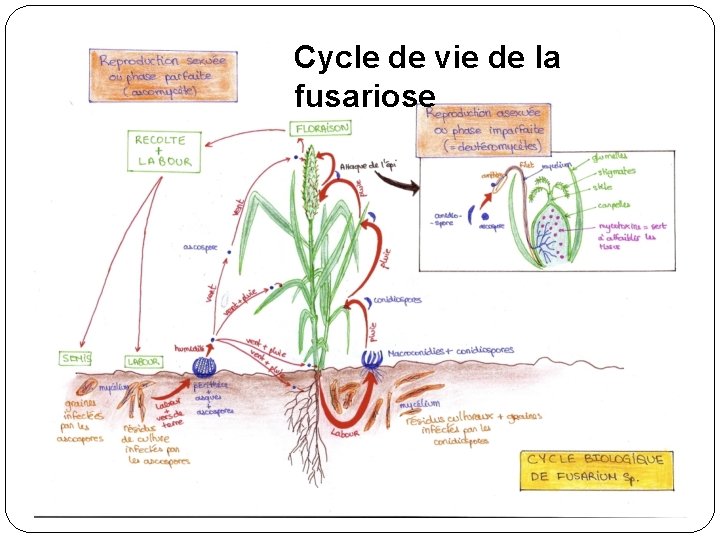 Cycle de vie de la fusariose 