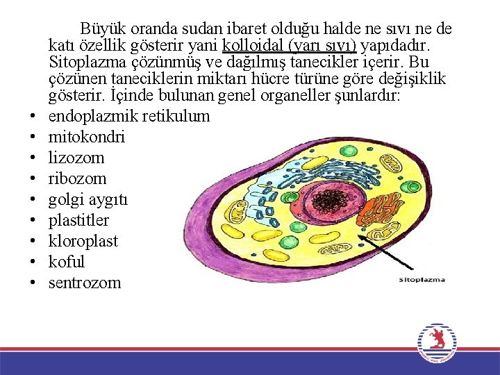  • • • Büyük oranda sudan ibaret olduğu halde ne sıvı ne de