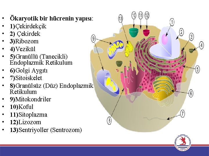  • • • • Ökaryotik bir hücrenin yapısı: 1)Çekirdekçik 2) Çekirdek 3)Ribozom 4)Vezikül