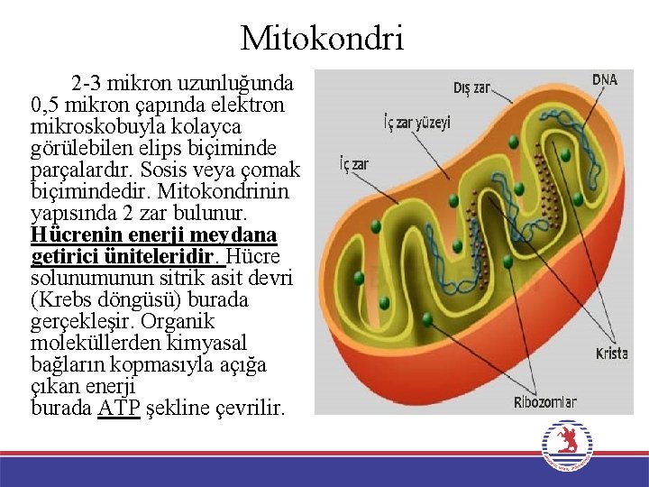 Mitokondri 2 -3 mikron uzunluğunda 0, 5 mikron çapında elektron mikroskobuyla kolayca görülebilen elips