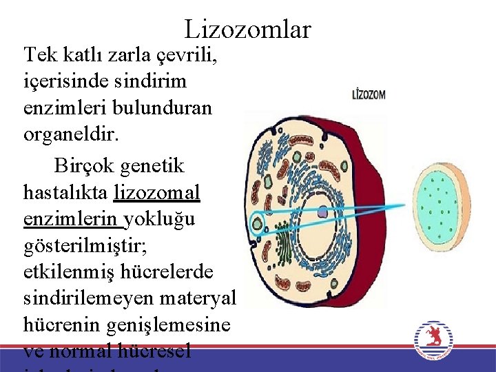 Lizozomlar Tek katlı zarla çevrili, içerisinde sindirim enzimleri bulunduran organeldir. Birçok genetik hastalıkta lizozomal