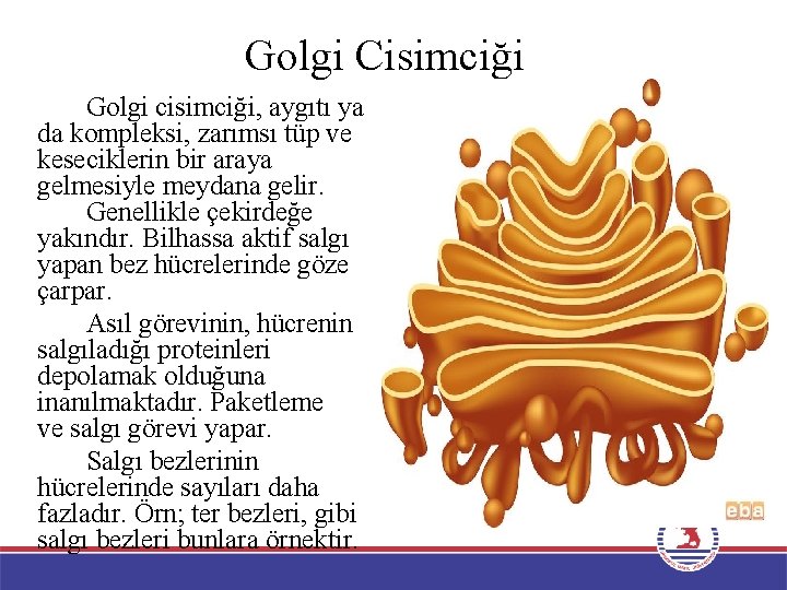 Golgi Cisimciği Golgi cisimciği, aygıtı ya da kompleksi, zarımsı tüp ve keseciklerin bir araya