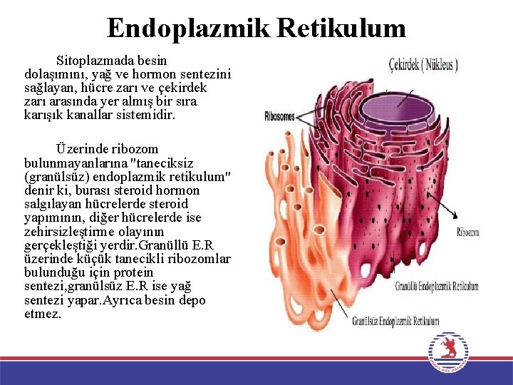 Endoplazmik Retikulum Sitoplazmada besin dolaşımını, yağ ve hormon sentezini sağlayan, hücre zarı ve çekirdek