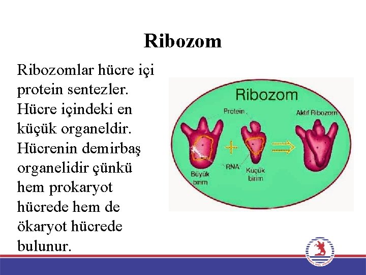 Ribozomlar hücre içi protein sentezler. Hücre içindeki en küçük organeldir. Hücrenin demirbaş organelidir çünkü