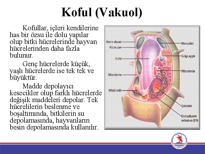 Koful (Vakuol) Kofullar, içleri kendilerine has bir özsu ile dolu yapılar olup bitki hücrelerinde