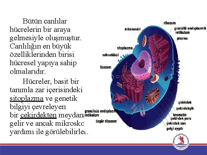 Bütün canlılar hücrelerin bir araya gelmesiyle oluşmuştur. Canlılığın en büyük özelliklerinden birisi hücresel yapıya