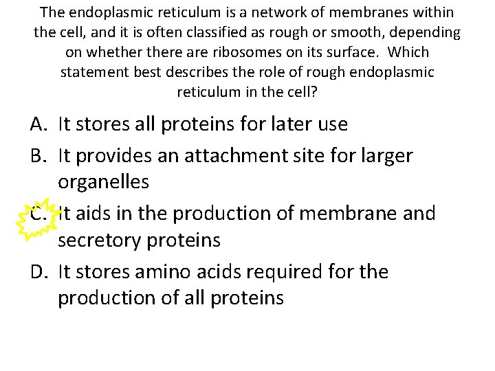 The endoplasmic reticulum is a network of membranes within the cell, and it is