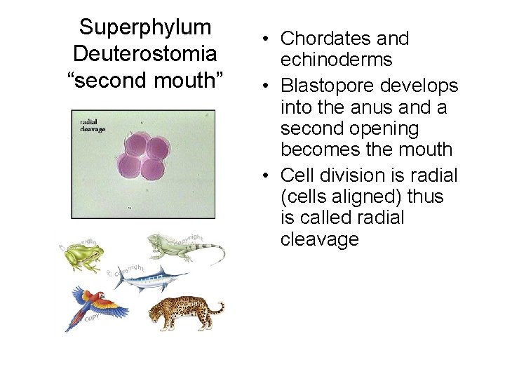 Superphylum Deuterostomia “second mouth” • Chordates and echinoderms • Blastopore develops into the anus