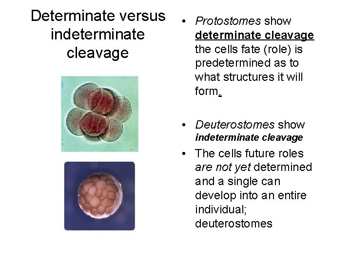Determinate versus indeterminate cleavage • Protostomes show determinate cleavage the cells fate (role) is