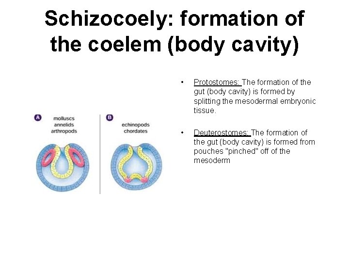 Schizocoely: formation of the coelem (body cavity) • Protostomes: The formation of the gut