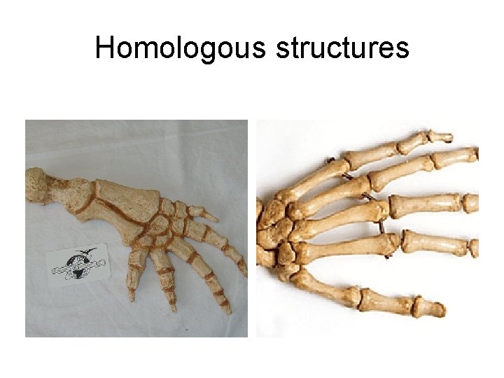 Homologous structures 