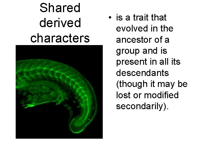Shared derived characters • is a trait that evolved in the ancestor of a