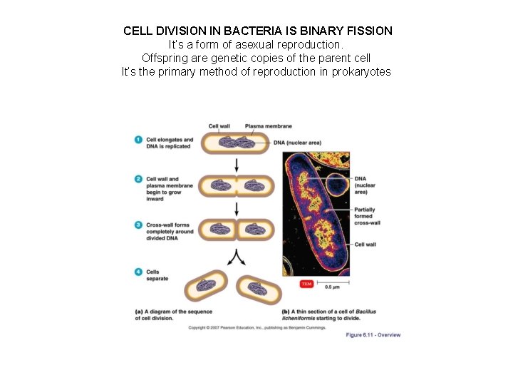 CELL DIVISION IN BACTERIA IS BINARY FISSION It’s a form of asexual reproduction. Offspring