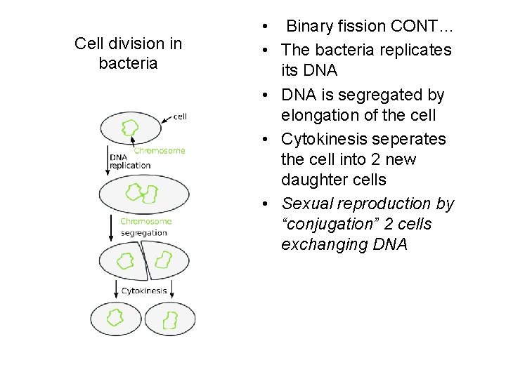Cell division in bacteria • Binary fission CONT… • The bacteria replicates its DNA