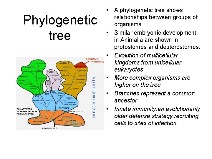 Phylogenetic tree • A phylogenetic tree shows relationships between groups of organisms • Similar
