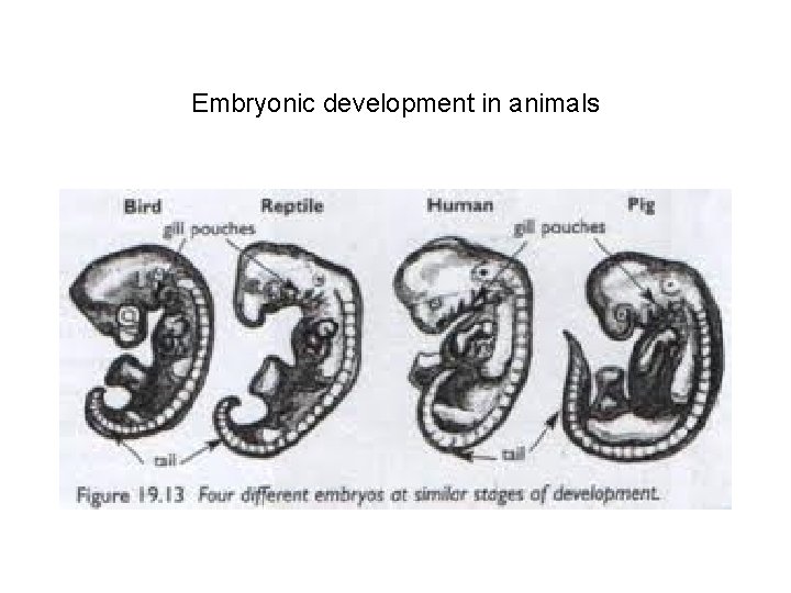 Embryonic development in animals 