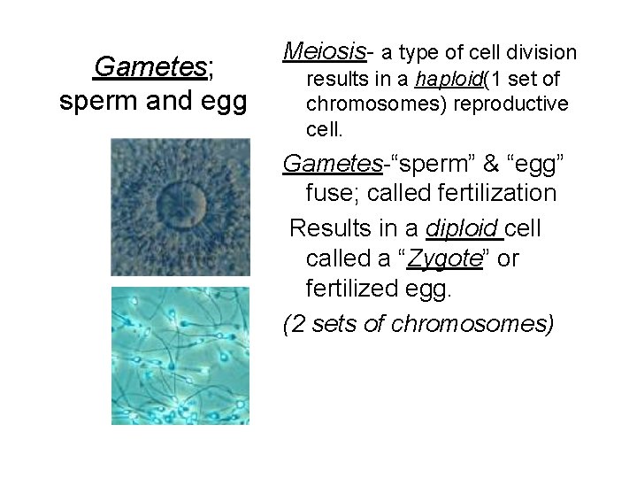 Gametes; sperm and egg Meiosis- a type of cell division results in a haploid(1