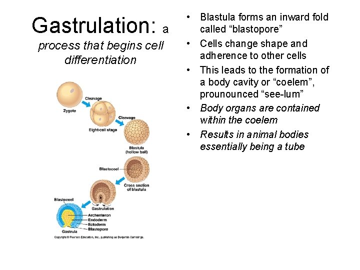 Gastrulation: a process that begins cell differentiation • Blastula forms an inward fold called