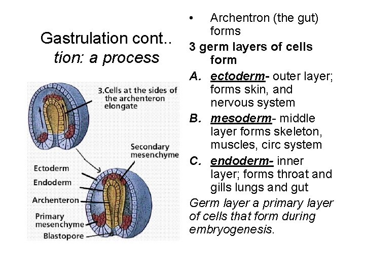  • Gastrulation cont. . tion: a process Archentron (the gut) forms 3 germ