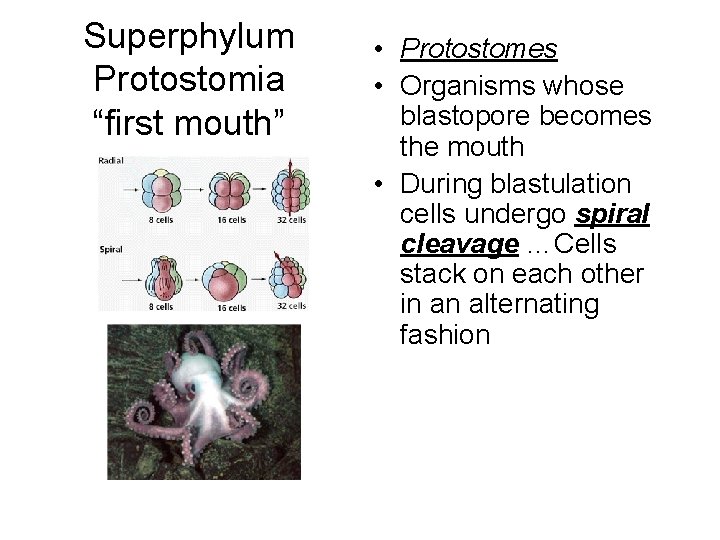Superphylum Protostomia “first mouth” • Protostomes • Organisms whose blastopore becomes the mouth •