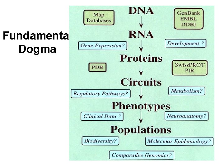 Fundamental Dogma 