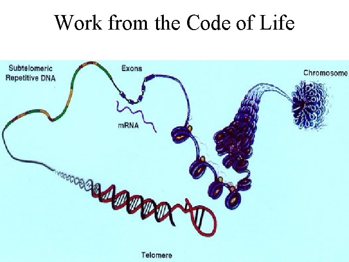 Work from the Code of Life 