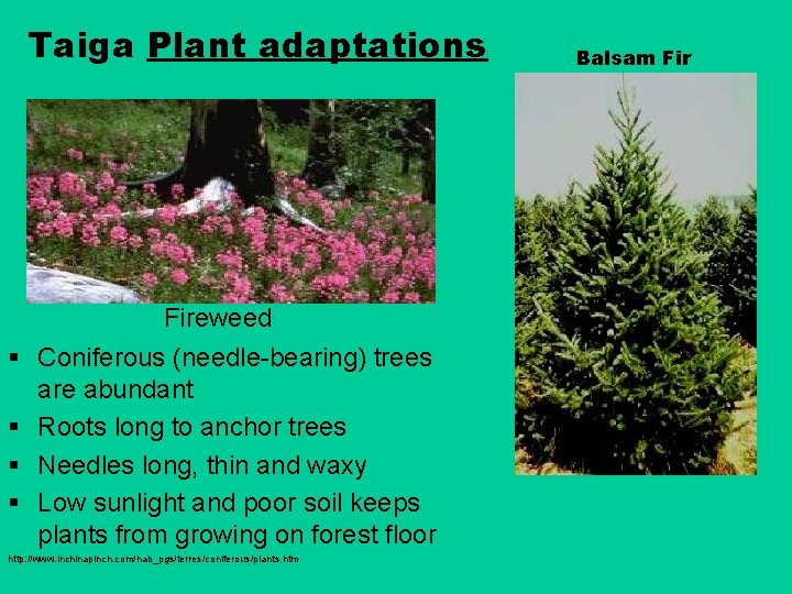 Taiga Plant adaptations § § Fireweed Coniferous (needle-bearing) trees are abundant Roots long to