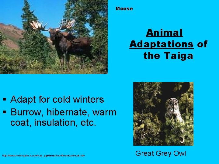 Moose Animal Adaptations of the Taiga § Adapt for cold winters § Burrow, hibernate,