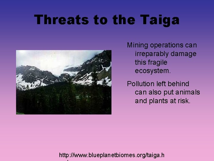 Threats to the Taiga Mining operations can irreparably damage this fragile ecosystem. Pollution left