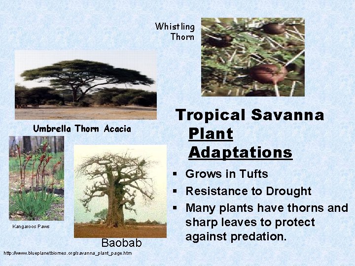 Whistling Thorn Umbrella Thorn Acacia Kangaroos Paws Baobab http: //www. blueplanetbiomes. org/savanna_plant_page. htm Tropical