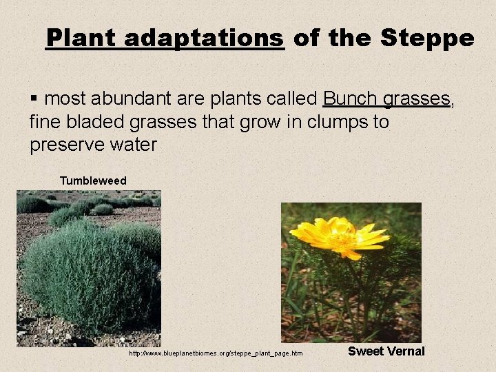 Plant adaptations of the Steppe § most abundant are plants called Bunch grasses, fine