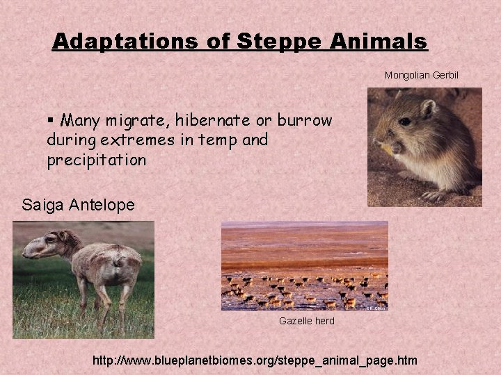 Adaptations of Steppe Animals Mongolian Gerbil § Many migrate, hibernate or burrow during extremes