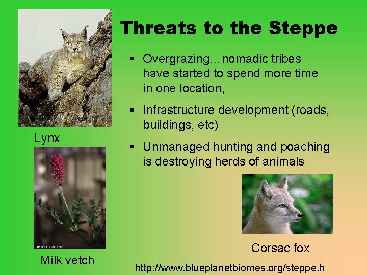 Threats to the Steppe § Overgrazing…nomadic tribes have started to spend more time in